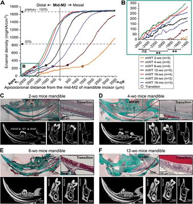 Identification of stages of amelogenesis in the continuously growing mandiblular incisor of C57BL/6J male mice throughout life using molar teeth as landmarks